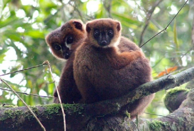 Una nueva investigación revela que los lémures con el cuidado de sus crías aumentan la testosterona