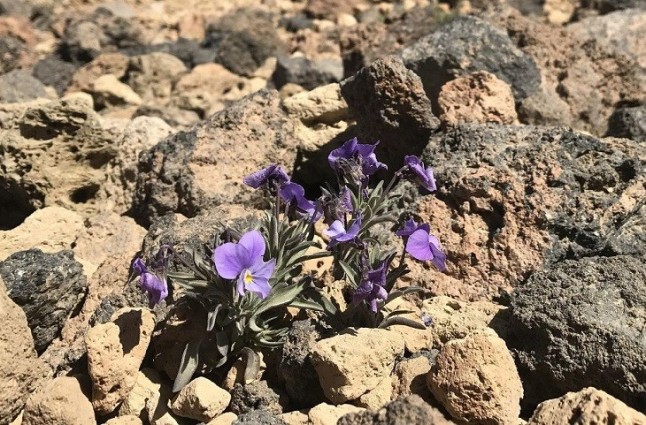 Canarias analizará el impacto del cambio climático en la flora de Tenerife y Gran Canaria