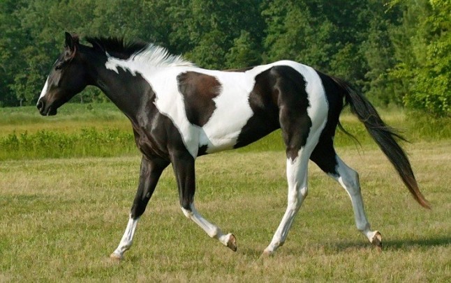 Prácticas de la Edad de Hierro marcaron el linaje del caballo moderno