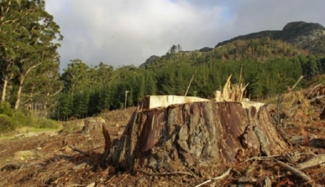 Canarias. Ben Magec apoya a las vecinas y vecinos de Tejeda en su defensa de los árboles