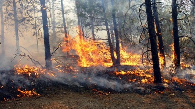 Asaja-Jaén asegura que las ayudas para prevenir los incendios forestales "no sirven" por ser "incompletas"