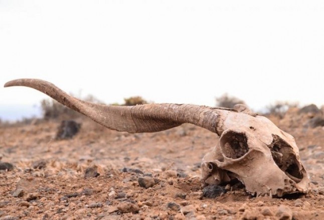 La sexta extinción masiva de especies