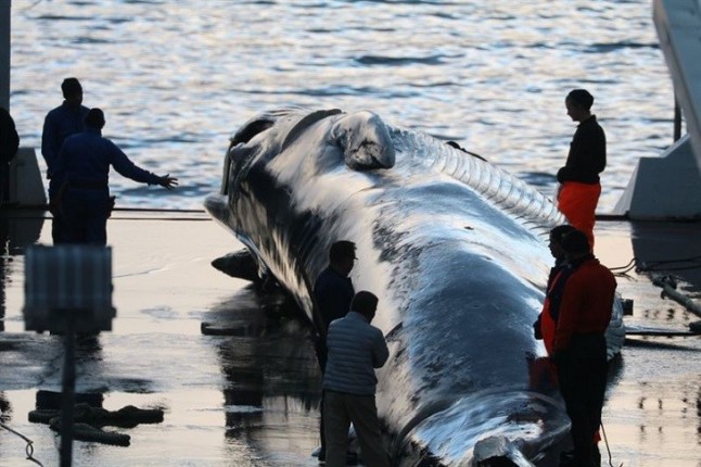Islandia caza rorcuales en peligro de extinción