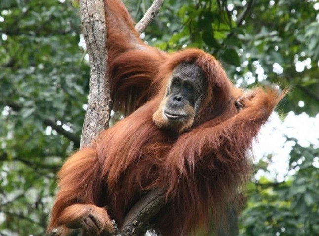 El orangután evolucionó marcado por milenios de interacción humana