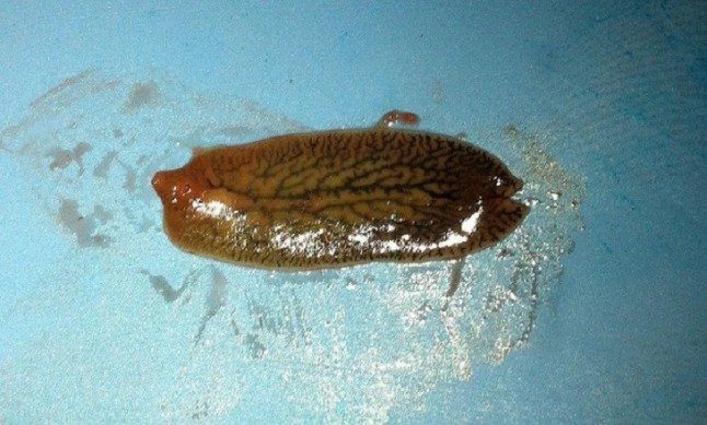 Un tipo de gusano que vive en el ser humano alternativa para prevenir la colitis ulcerosa