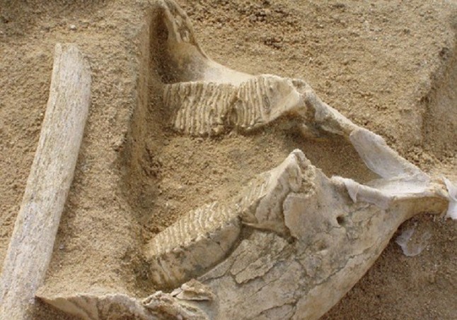 Madrid concentra varios de los mayores yacimientos con elefantes y mamuts de Europa