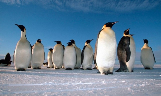 STOP a la pesca de kril en las zonas donde se alimentan los pingüinos