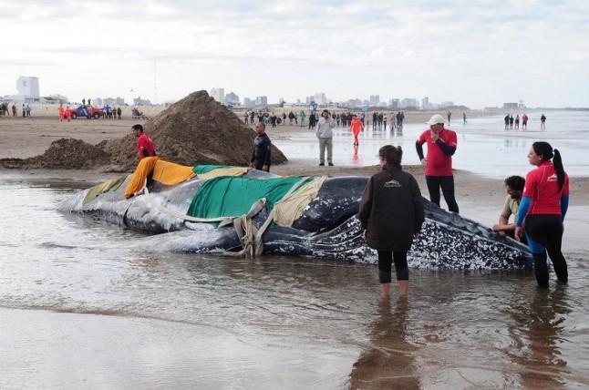 Argentina: Murió la ballena encallada en Mar del Plata