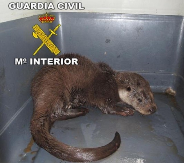 Una nutria se despista y acaba deambulando por las calles de Aldeahermosa (Jaén)