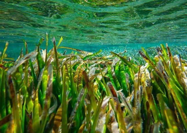 Festival Posidonia 2018