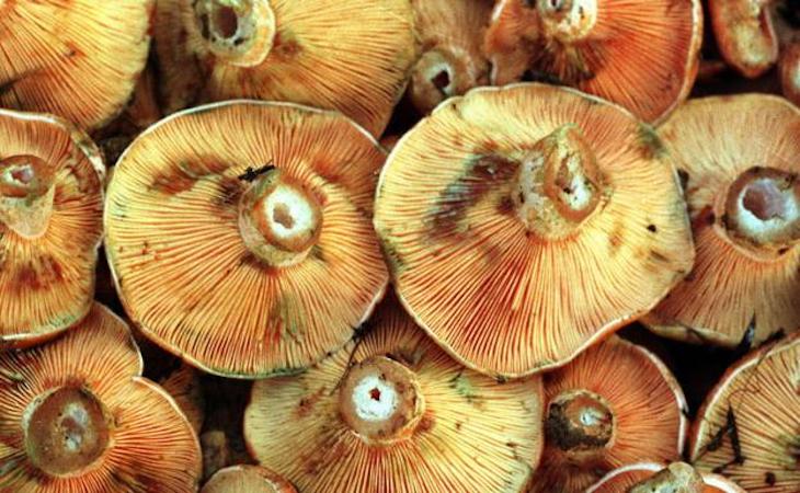 Recolección de níscalos incumpliendo el estado de alarma en Las Raíces (Tenerife)