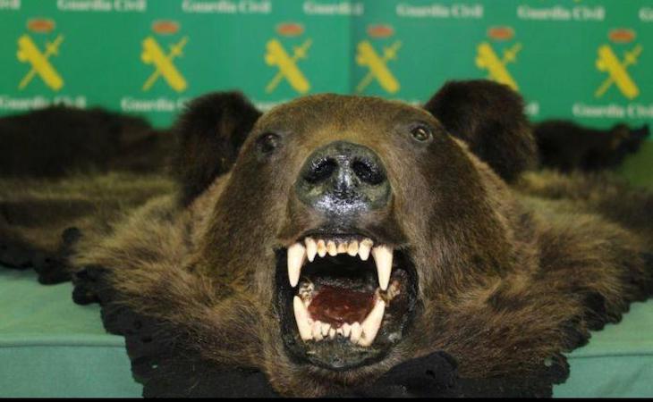 Un ‘descerebrado’ intenta vender una piel de oso naturalizada ilegal en Rioseco (Valladolid)