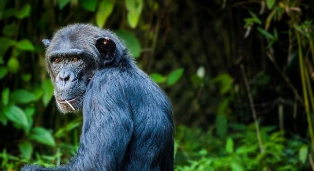 Polémica a cuenta del día mundial del chimpancé