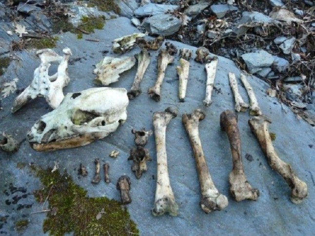 El grave problema del veneno en la naturaleza asturiana en el Oriente y en el Occidente