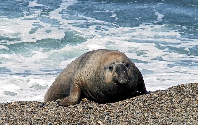 Demostrado un nuevo factor impulsor de la extinción de especies