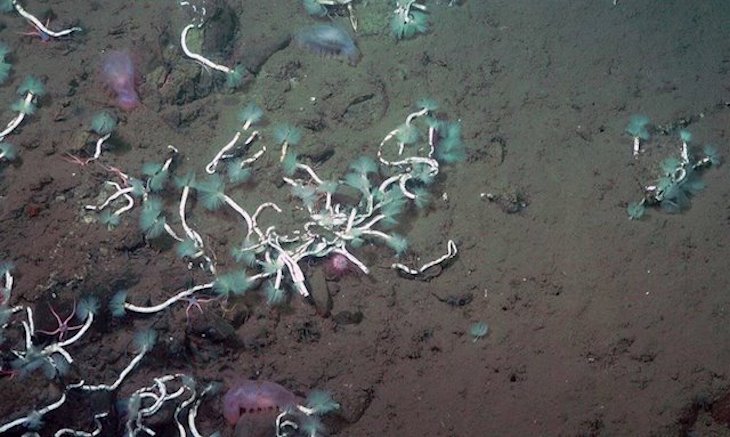 Gusanos y bacterias se alían para recolectar metano del fondo marino