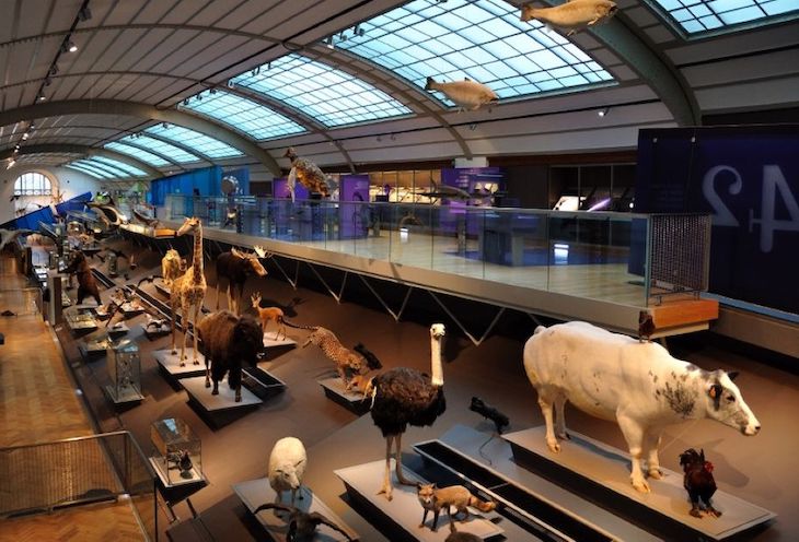 Reabre el ‘Museo Nacional de Ciencias Naturales’