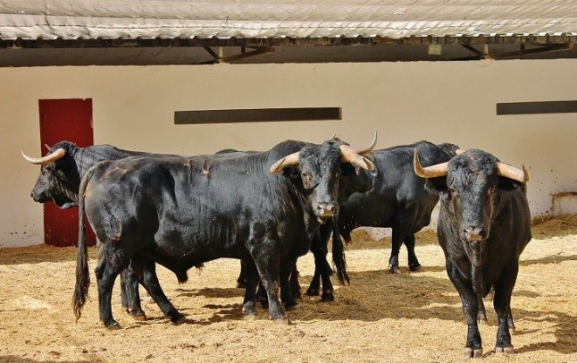 Polémica en Andalucía a cuenta de la Ley de Bienestar Animal