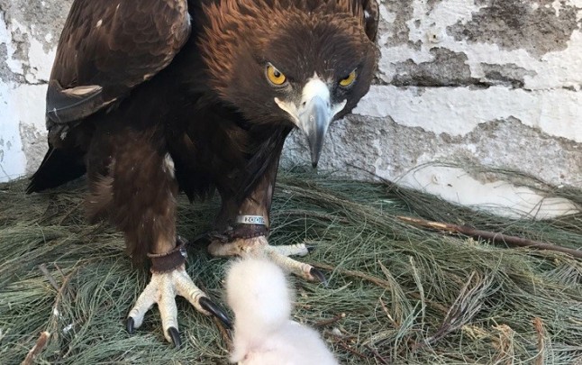 Nace en Querétaro nueva cría de águila real por inseminación artificial
