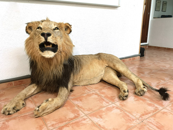 Un león disecado intervenido en Segovia