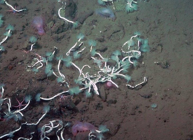 Microbios que mastican etano