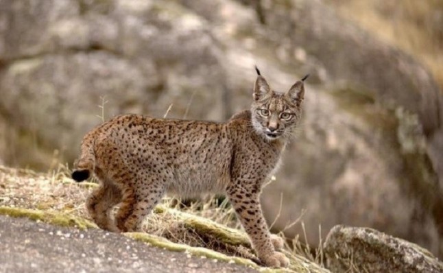Fallece de forma repentina uno de los ejemplares del centro de cría El Acebuche para el lince en cautividad