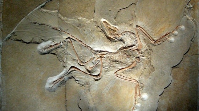 El trono de Archaeopteryx se tambalea