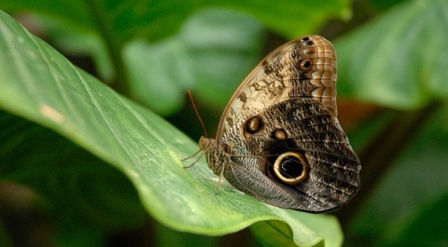 Tijeras moleculares para moldear color y escamas en alas de mariposa