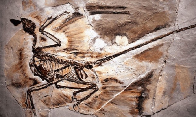 Hallan caspa fósil en un dinosaurio emplumado de 125 millones de años