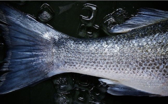 1er plato microplásticos