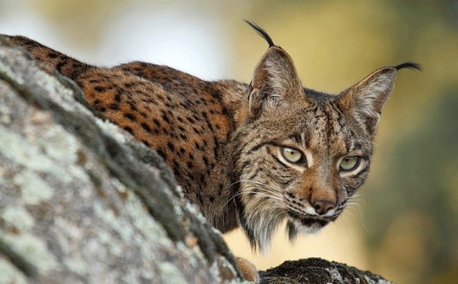 Uno de cada cinco tramos de carreteras andaluzas es de alto riesgo para el lince ibérico