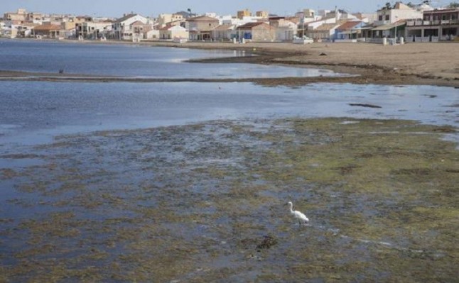 Plan para limpiar las algas de las aguas en la zona del Puerto deportivo de Los Nietos