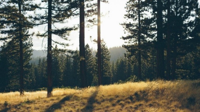 Prohibición de hacer fuego en el bosque catalán