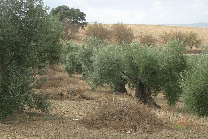 El abandono de restos de poda del olivar perjudica a los agricultores en Granada