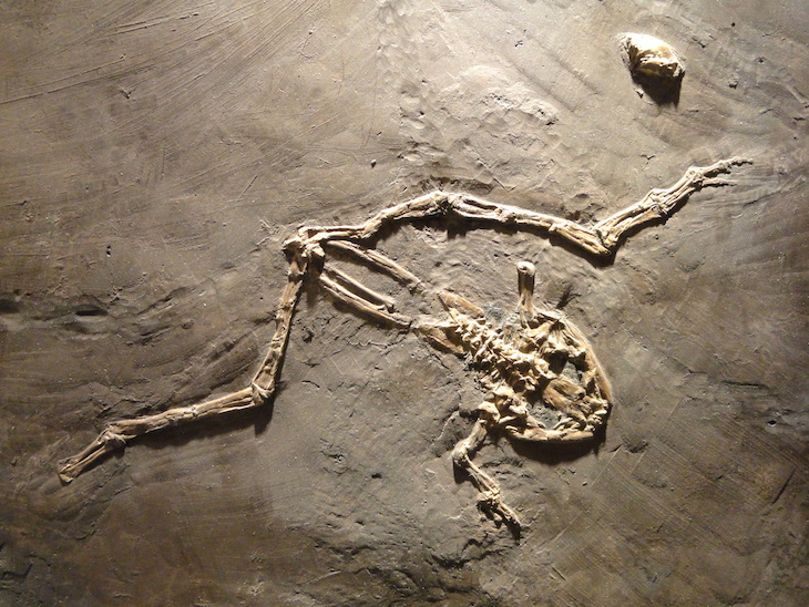 Nuevos fósiles de ranas atestiguan el pasado cálido de la Antártida