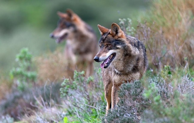 Castilla y León califica de insostenible el incremento de ataques al lobo