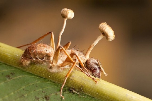 Los hongos de las hormigas zombi cambiaron para adaptarse al clima