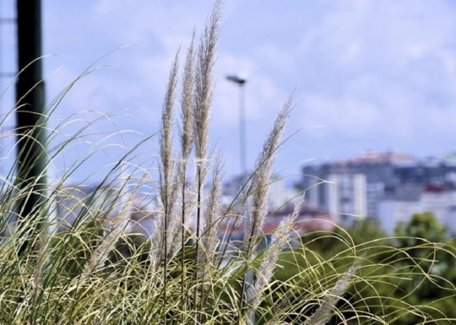 El Gobierno solicita que se incluya a los plumachos en el catálogo de especies invasoras de Canarias