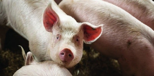 La ganadería industrial en España es insostenible