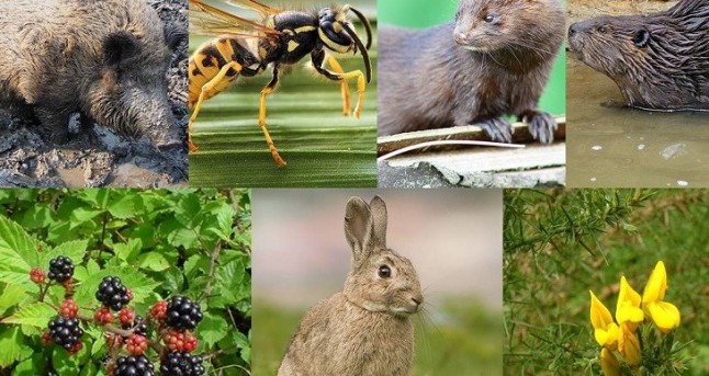 EQUO critica el desconocimiento del Gobierno acerca del ritmo de expansión de las especies exóticas