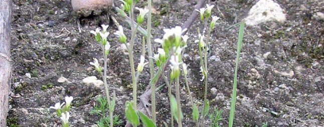 Descubren un nuevo mecanismo para la reproducción vegetal
