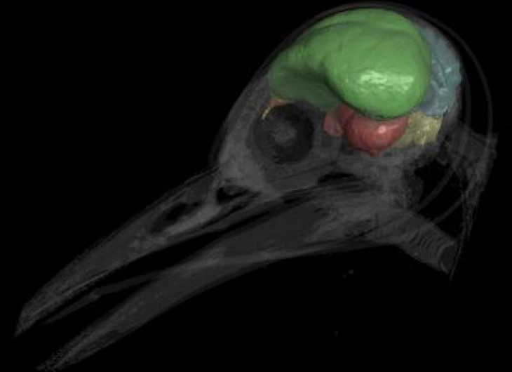 Los dinosaurios tenían tamaños cerebrales de aves antes de la extinción