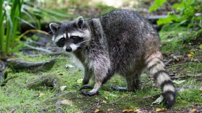 El mapache ya es un serio problema en Europa