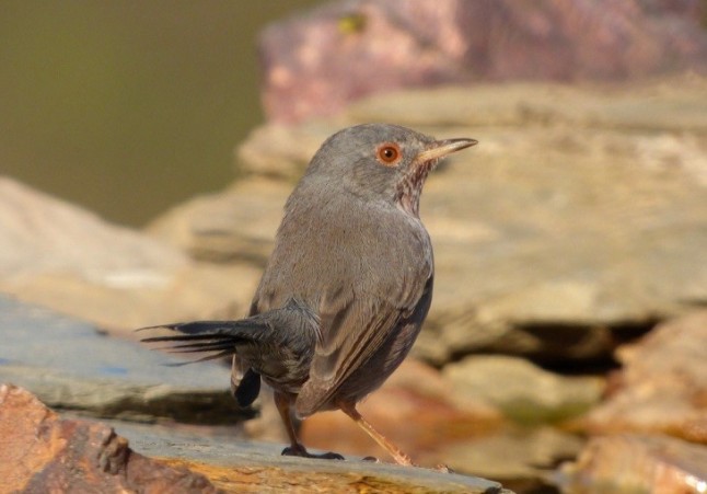 Conservando la avifauna de Baleares