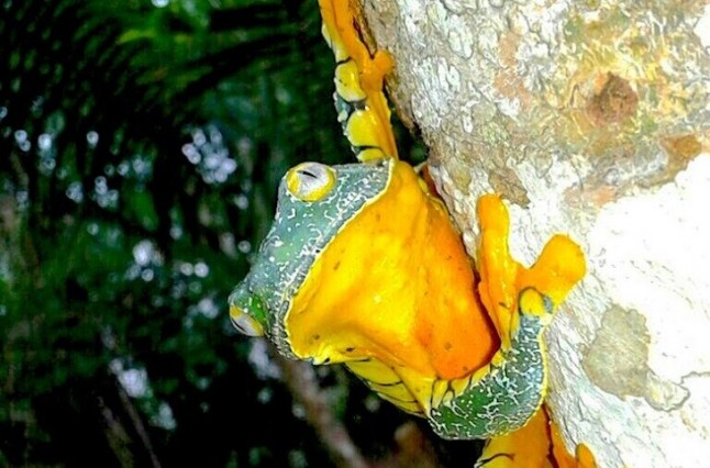 Una espectacular rana