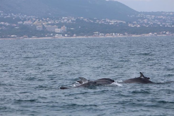 La ‘vergüenza’ de la pesca accidental de delfines en aguas europeas
