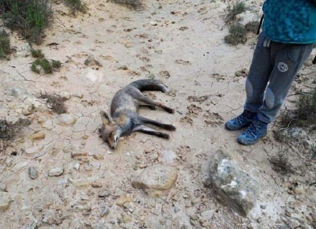Ecologistas denuncian al Seprona el presunto envenenamiento de una zorra en un coto de caza en Elche