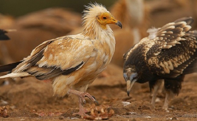 La Junta reforzará medidas para prevenir el impacto de las aves en los parques eólicos