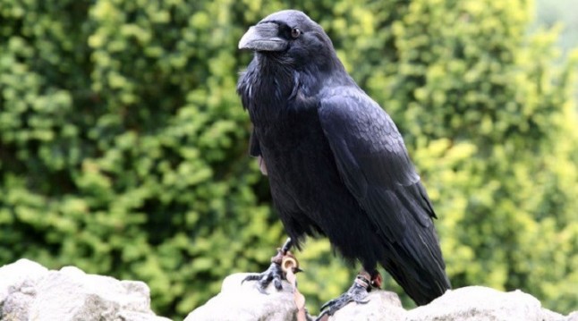 ¡Qué listos son los cuervos!