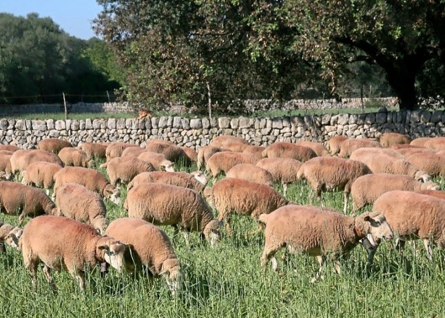 Baleares dispone ya de un catálogo genético de 11 razas autóctonas en peligro de extinción